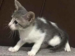Gato raça  idade 2 a 6 meses nome Sem nome 