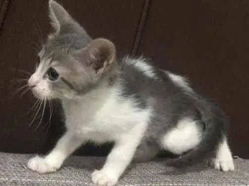 Gato ra a  idade 2 a 6 meses nome Sem nome 