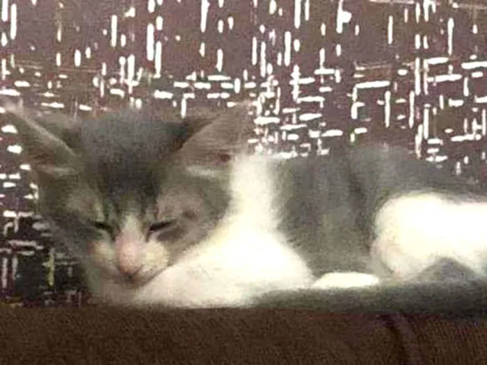 Gato ra a  idade 2 a 6 meses nome Sem nome