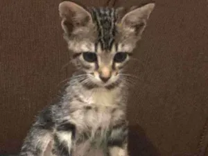 Gato raça  idade 7 a 11 meses nome Sem nome