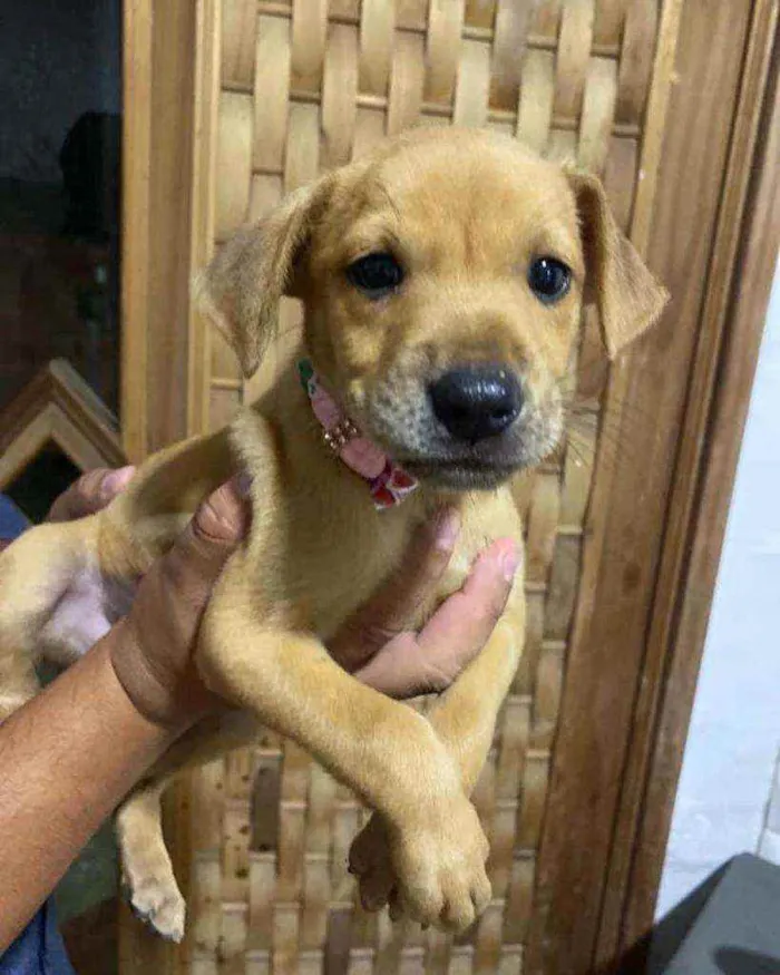 Cachorro ra a Mestiça idade 2 a 6 meses nome Penelope