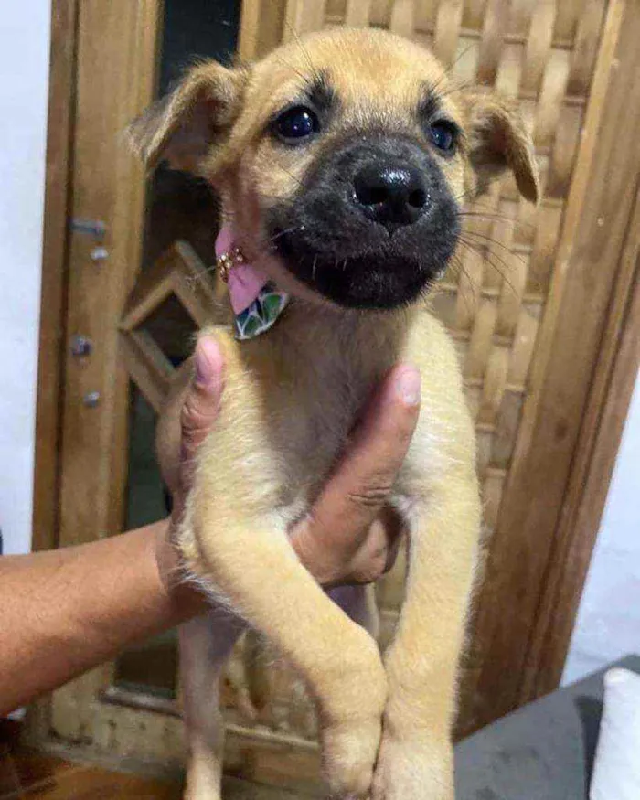 Cachorro ra a Mestiça idade 2 a 6 meses nome Penelope