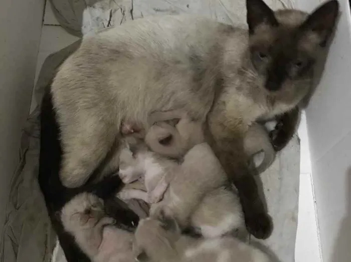 Gato ra a Siamesas  idade Abaixo de 2 meses nome Ainda não tem nomes 