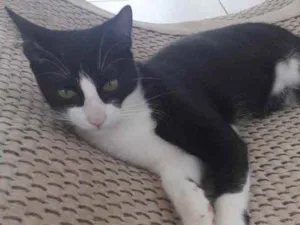 Gato raça Misto idade 7 a 11 meses nome Apolo