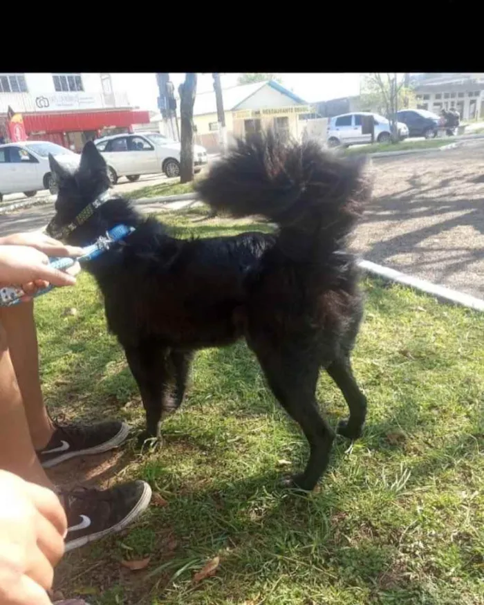 Cachorro ra a  idade 1 ano nome Border 