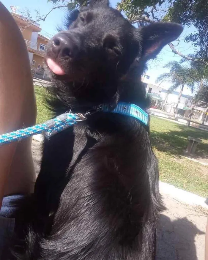 Cachorro ra a  idade 1 ano nome Border 