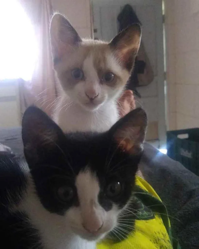 Gato ra a  idade 2 a 6 meses nome Não sei 