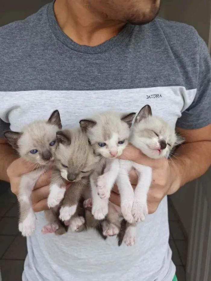 Gato ra a  idade 2 a 6 meses nome Não sei 