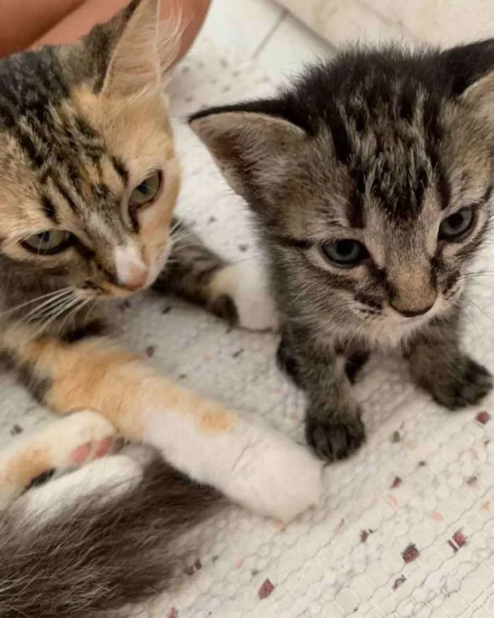 Gato ra a  idade 2 a 6 meses nome Não sei 