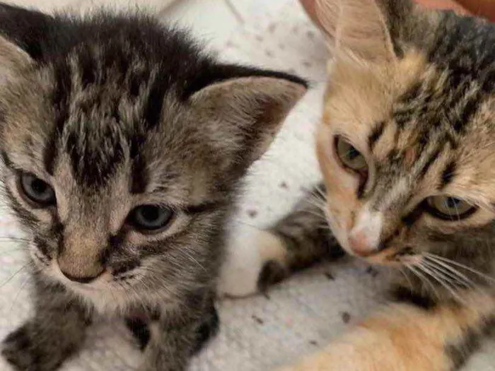 Gato ra a  idade 2 a 6 meses nome Não sei 