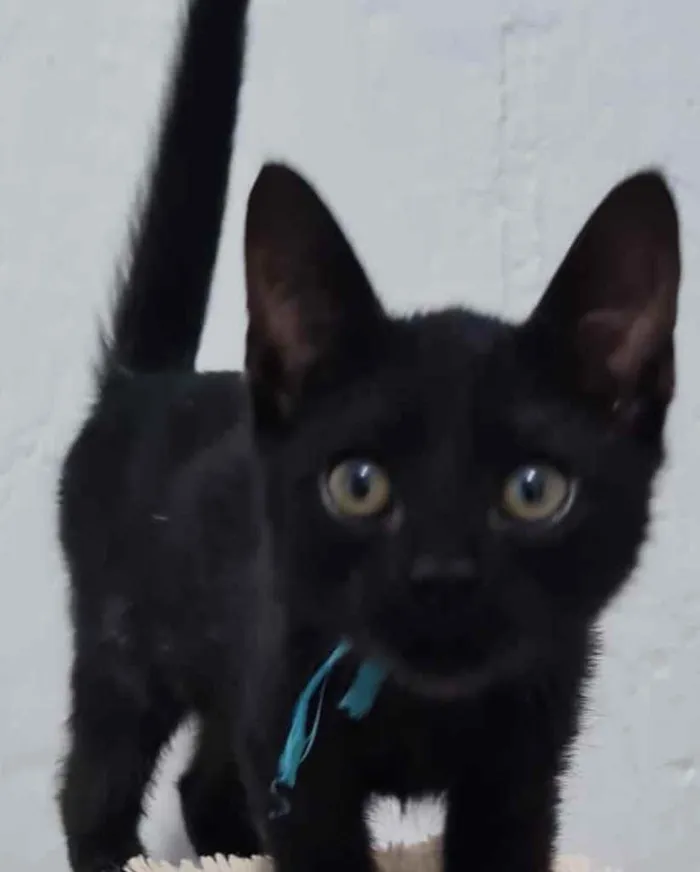 Gato ra a  idade 2 a 6 meses nome Não sei 