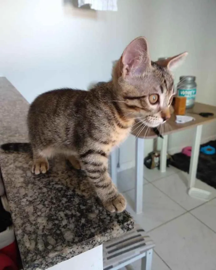 Gato ra a  idade 2 a 6 meses nome Não sei 