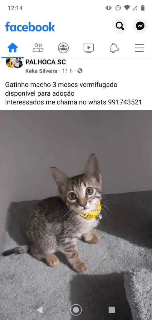 Gato ra a  idade 2 a 6 meses nome Não sei 