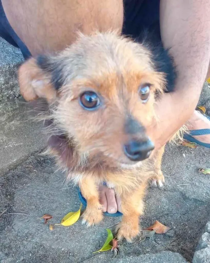 Cachorro ra a  idade 2 anos nome Não sei 