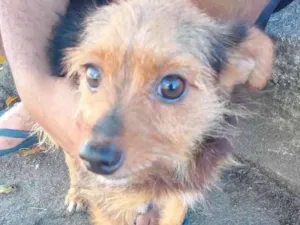 Cachorro raça  idade 2 anos nome Não sei 