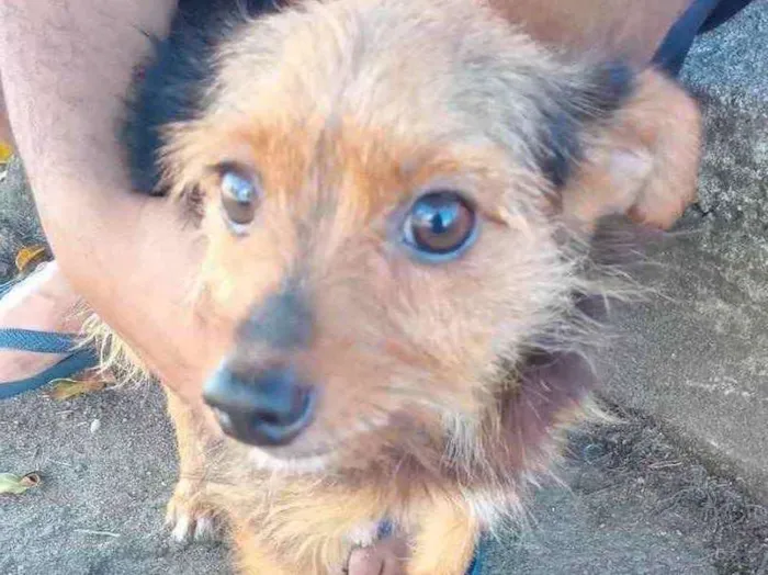 Cachorro ra a  idade 2 anos nome Não sei 