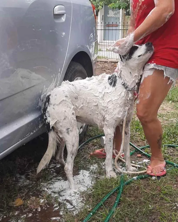 Cachorro ra a  idade 2 anos nome Não sei 