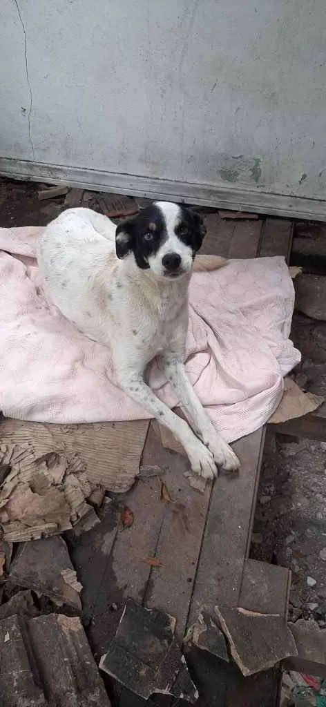 Cachorro ra a  idade 2 anos nome Não sei 