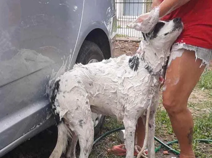 Cachorro ra a  idade 2 anos nome Não sei 