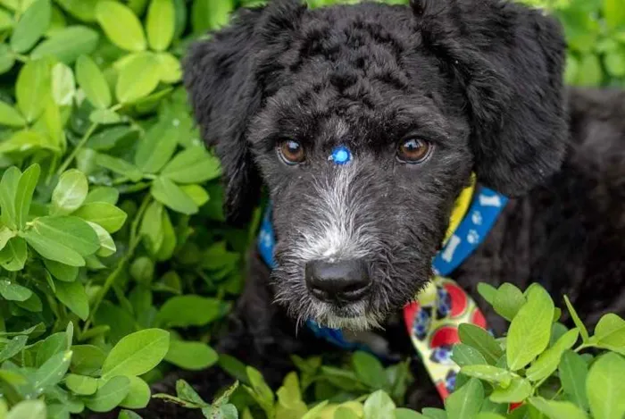 Cachorro ra a  idade 1 ano nome Pimentinha 