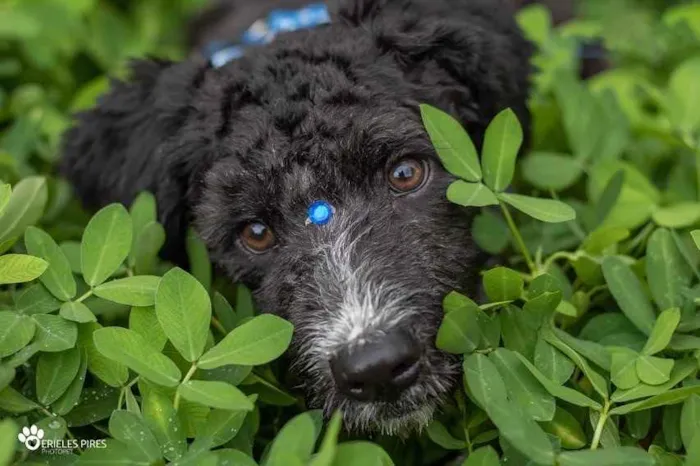 Cachorro ra a  idade 1 ano nome Pimentinha 