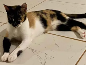 Gato raça Misto idade 7 a 11 meses nome Amora