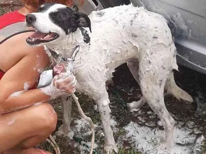 Cachorro ra a  idade 2 anos nome Não sei 