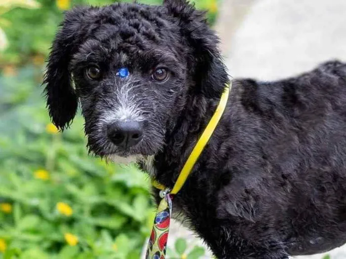 Cachorro ra a  idade 1 ano nome Pimentinha 