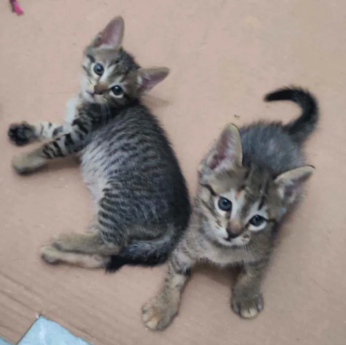 Gato raça SRD idade Abaixo de 2 meses nome Gatinhas para adoção