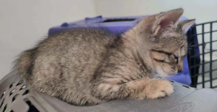 Gato raça SRD idade Abaixo de 2 meses nome Gatinhas para adoção