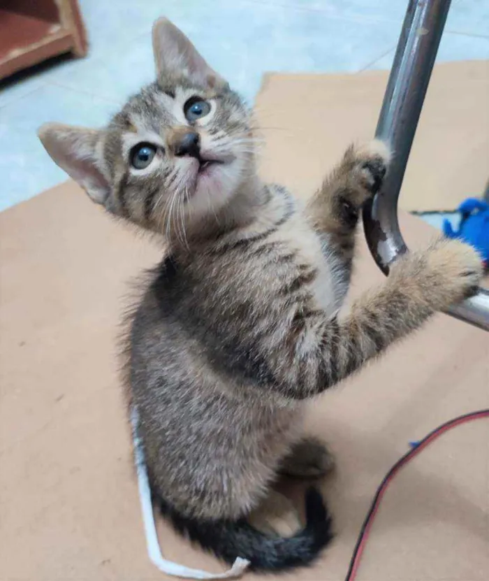 Gato raça SRD idade Abaixo de 2 meses nome Gatinhas para adoção