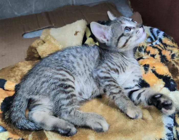 Gato raça SRD idade Abaixo de 2 meses nome Gatinhas para adoção