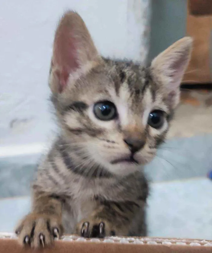 Gato raça SRD idade Abaixo de 2 meses nome Gatinhas para adoção