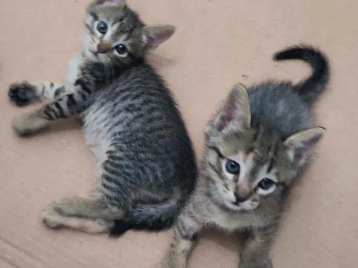 Gato raça SRD idade Abaixo de 2 meses nome Gatinhas para adoção