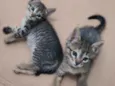 Gatinhas para adoção