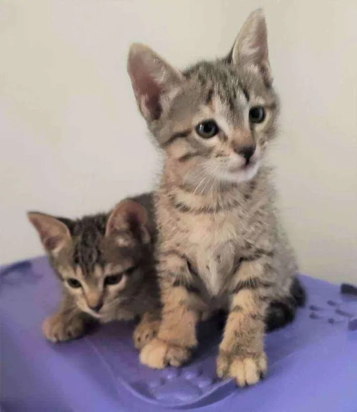 Gato raça SRD idade Abaixo de 2 meses nome Gatinhas para adoção