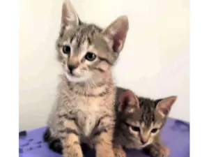 Gato raça SRD idade Abaixo de 2 meses nome Gatinhas para adoção