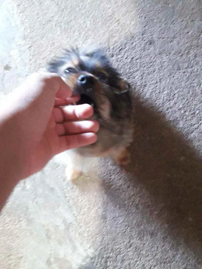 Cachorro raça Não reconheço a raça  idade 2 a 6 meses nome Sem nome