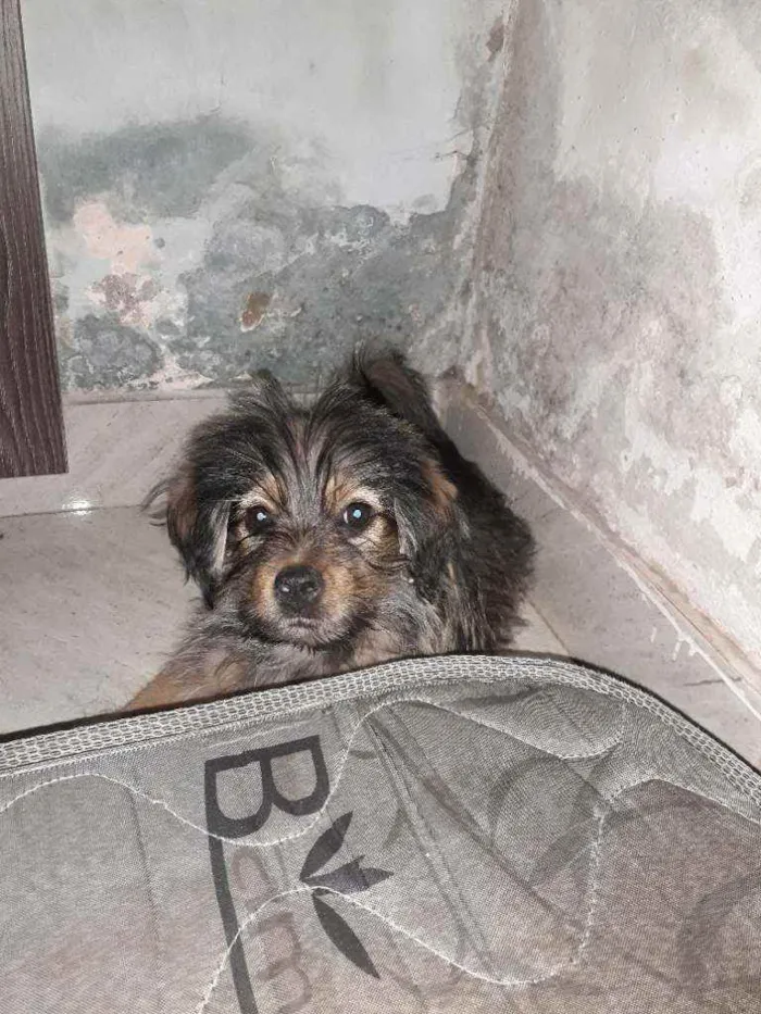 Cachorro raça Não reconheço a raça  idade 2 a 6 meses nome Sem nome