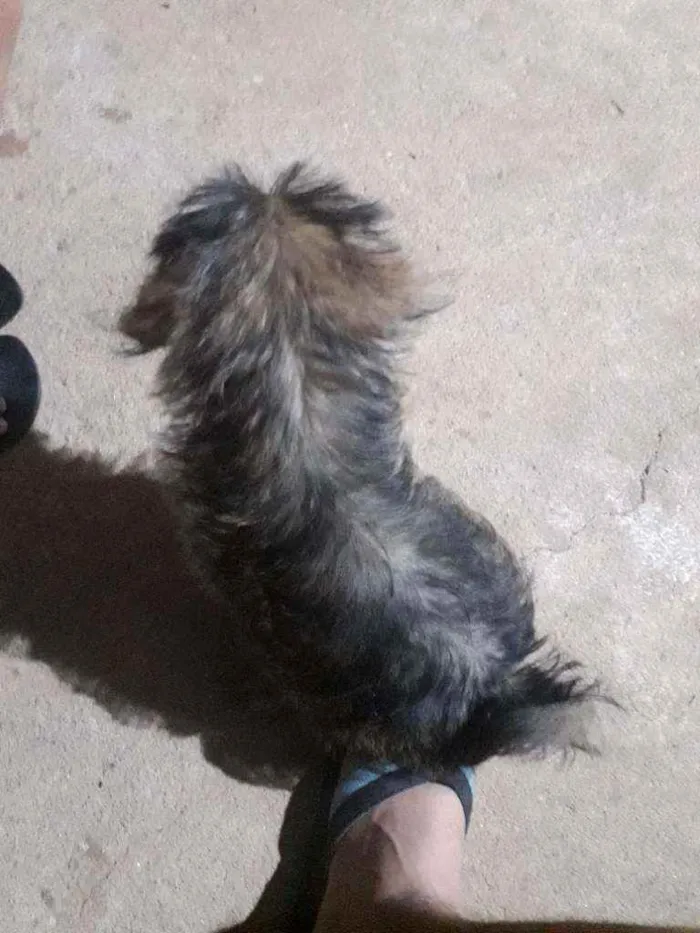 Cachorro raça Não reconheço a raça  idade 2 a 6 meses nome Sem nome