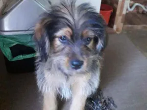 Cachorro raça Não reconheço a raça  idade 2 a 6 meses nome Sem nome