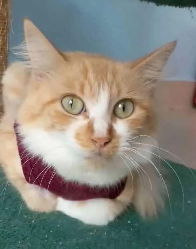Gato ra a srd bicolor idade 7 a 11 meses nome LORAH
