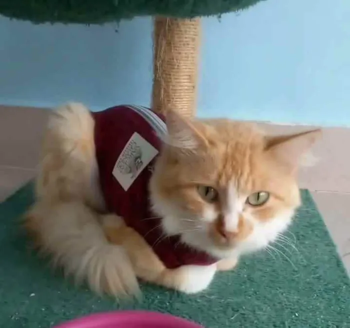 Gato ra a srd bicolor idade 7 a 11 meses nome LORAH