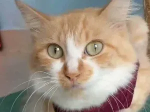 Gato raça srd bicolor idade 7 a 11 meses nome LORAH