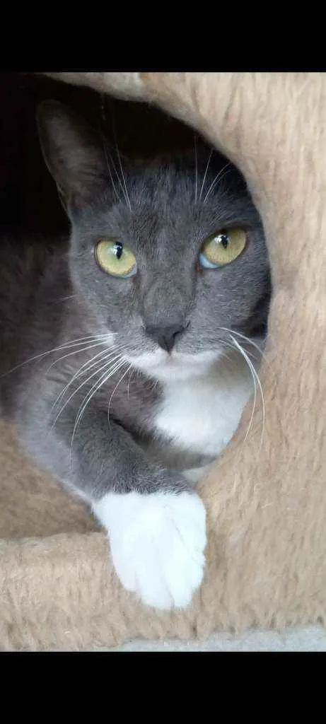 Gato ra a srd bicolor idade 7 a 11 meses nome BRISA