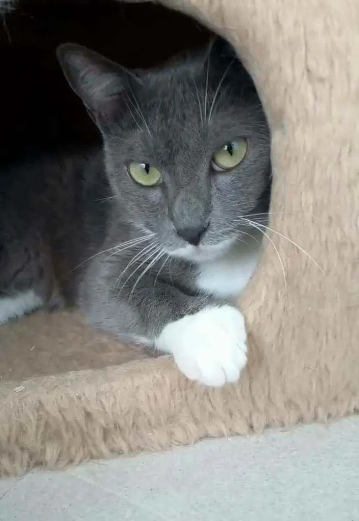 Gato ra a srd bicolor idade 7 a 11 meses nome BRISA