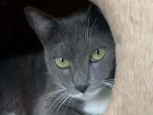 Gato raça srd bicolor idade 7 a 11 meses nome BRISA