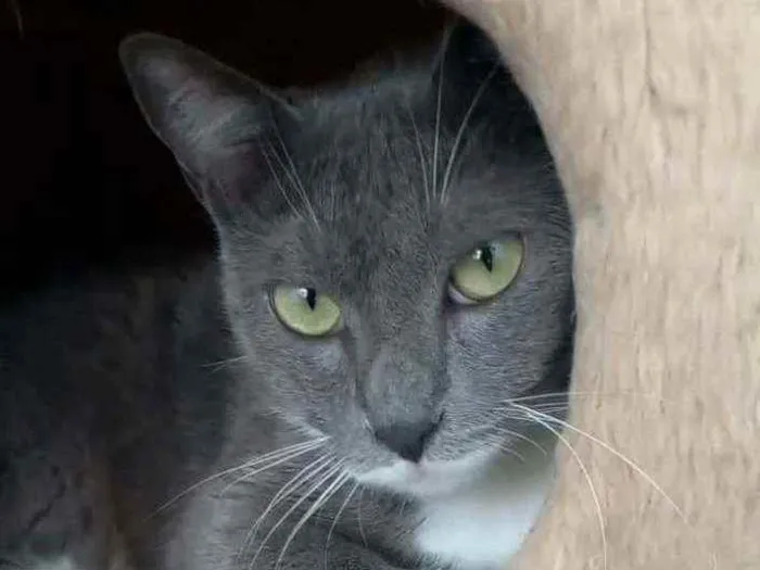 Gato ra a srd bicolor idade 7 a 11 meses nome BRISA
