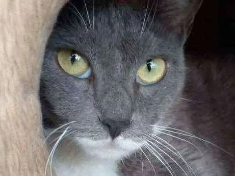 Gato ra a srd bicolor idade 7 a 11 meses nome BRISA