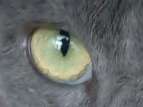 Gato ra a srd bicolor idade 7 a 11 meses nome BRISA